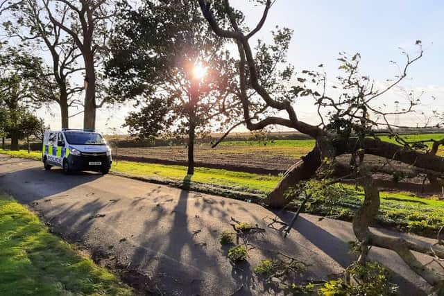 The fallen tree near Thorney. Pic: Cambs Police