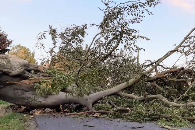 The fallen tree near Thorney. Pic: Cambs Police