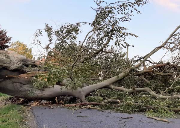 The fallen tree near Thorney. Pic: Cambs Police