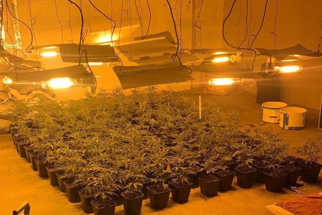 The 200 cannabis plants seized in a drugs farm at Christchurch, near Wisbech. EMN-200930-133120001