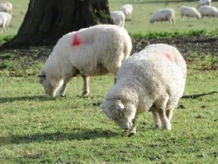 Landowners are entitled to shoot dogs they believe are worrying livestock.