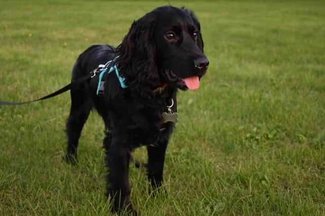 Bobby the sprocker spaniel.