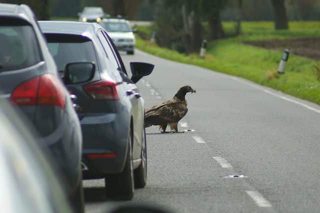 Bearded vulture, Vigo, holding up traffic near Peterborough on Saturday