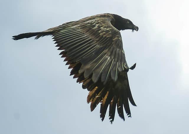 A huge bone-eating vulture dubbed 'Vigo' with an 8ft wingspan stunned motorists - when it lands in the middle of a busy road near Peterborough. Pic: SWNS