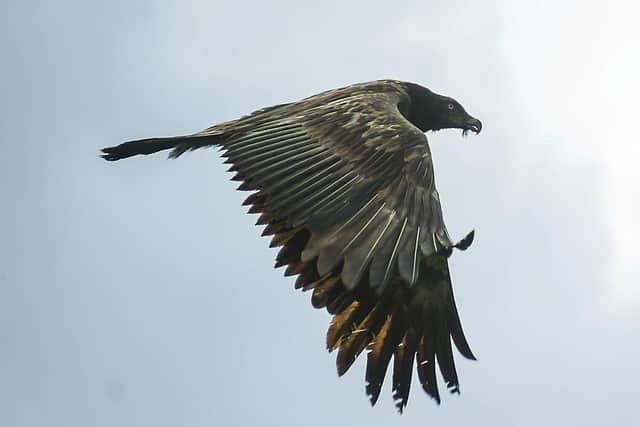 Bearded Vulture, Vigo, in flight over Cambridgeshire