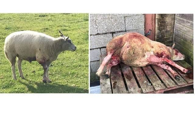 Northamptonshire police have released the images after the dog attack