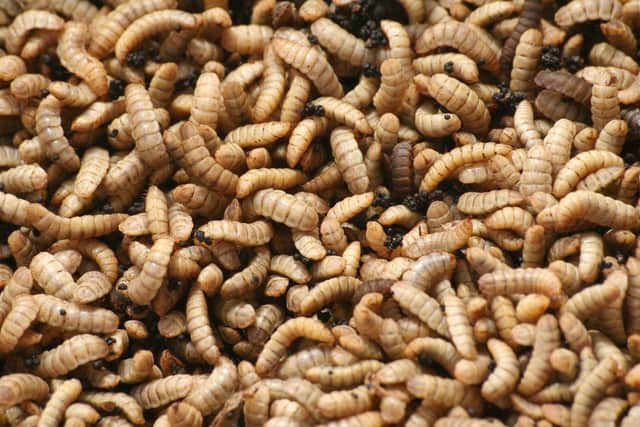 The Black Soldier Fly grub - a key part of the waste solution for AgriGrub.