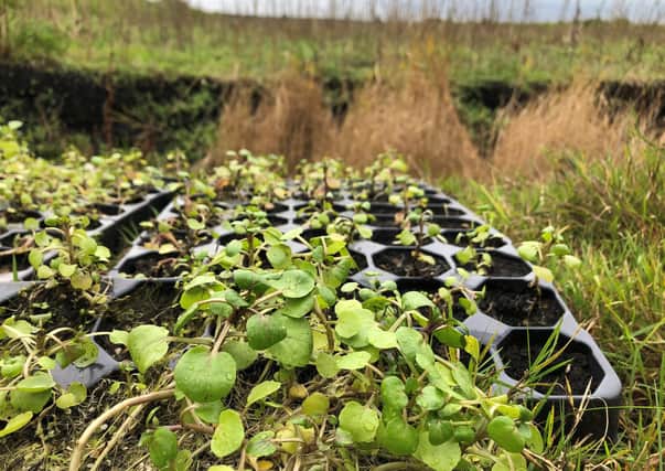 Volunteers are planting crops that could flavour gin, clean up air pollution or provide materials for lithium batteries in a "wet farming" trial to protect peat.