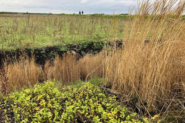 Volunteers are planting crops that could flavour gin, clean up air pollution or provide materials for lithium batteries in a "wet farming" trial to protect peat.