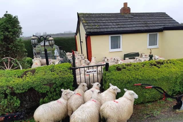 The sheep in the garden. Pic: Fenland police