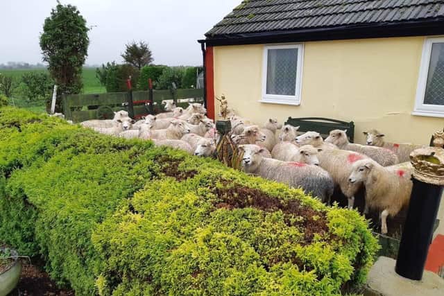 The sheep in the garden. Pic: Fenland Police