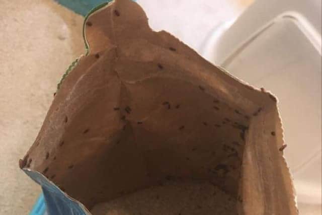 Bugs came pouring out of the bag.