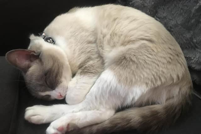 One of the couple's cats
