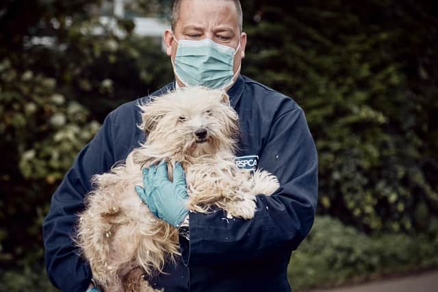 The RSPCA has launched its festive fundraising campaign