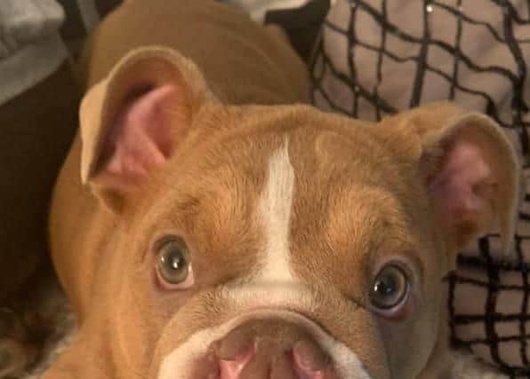 Thriving - Doris the English bulldog. EMN-201118-123001001