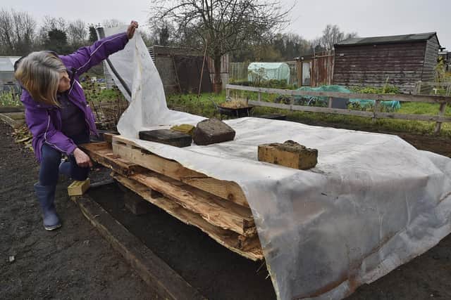 Rosemary Wales looking at donated timber EMN-201128-131357009