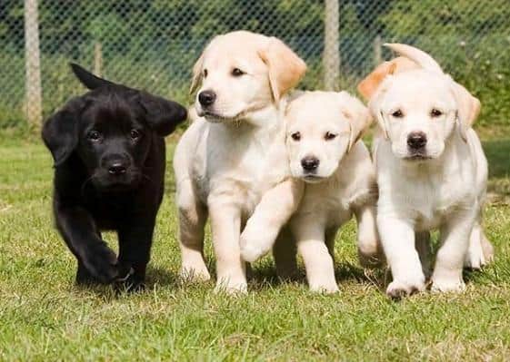 Guide Dogs For The Blind is the new Queensgate charity