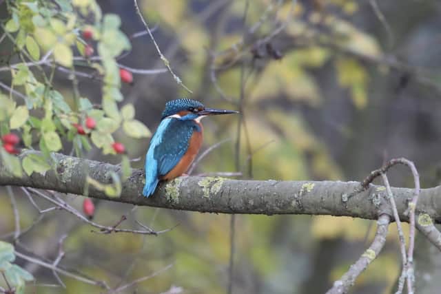 Chris Atkinson captured this Kingfisher in September for his winning entry.