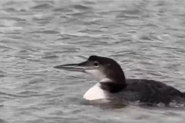 The Great Northern Diver. Pic and video: Paul Bolton