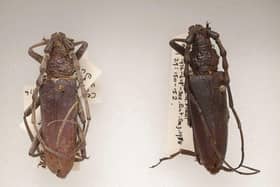 The two beetles: Picture from the Trustees of the Natural History Museum, London