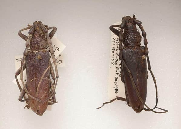 The two beetles: Picture from the Trustees of the Natural History Museum, London