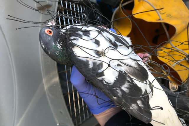 The pigeon was trapped in netting