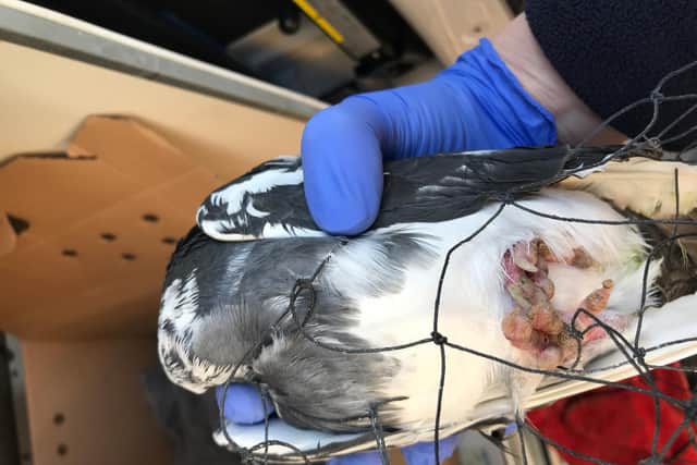 The released pigeon