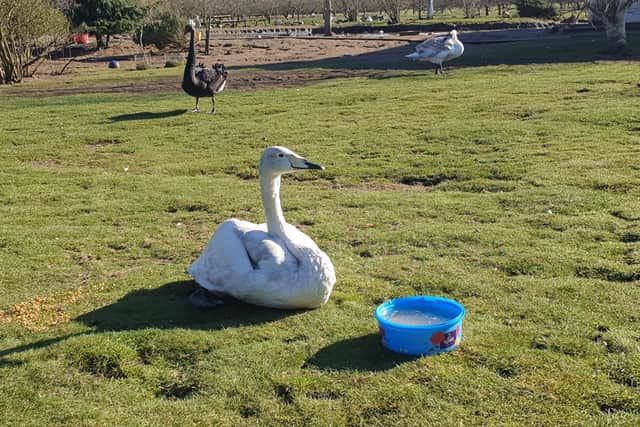 A rescued whooper cygnet at The Waterfowl Sanctuary. EMN-211203-125637001