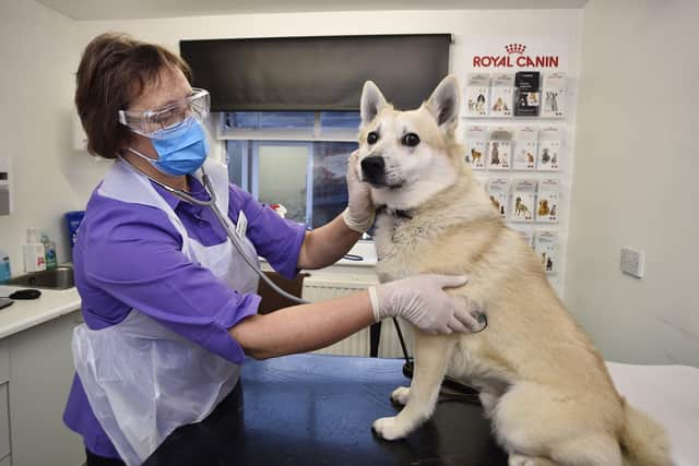 Dr Sarah Stonton at Best Friends Veterinary Group in Broadway with her Norwegian Buhund Jack. EMN-210120-110911009