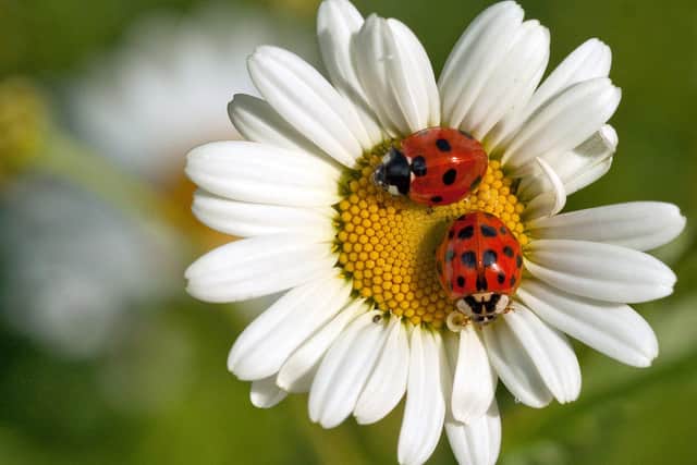 People in the Peterborough area are being encouraged to get involved in a new wildlife gardening scheme. Photo: Sarah Lambert