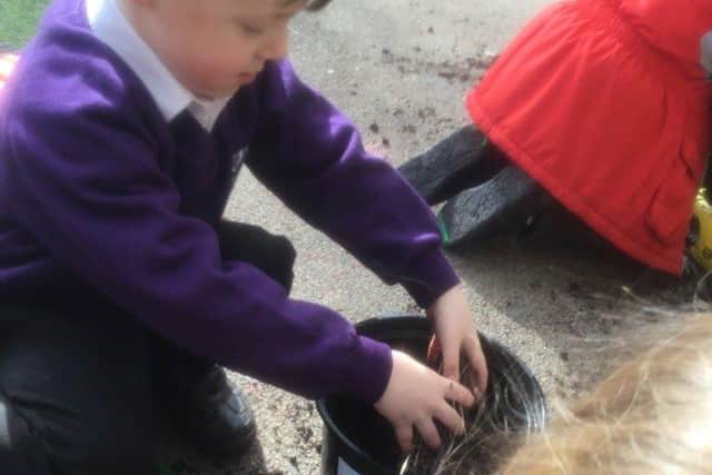 Newark Hill Primary taking part in the grow your own potatoes scheme