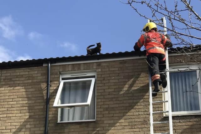 The cat is rescued. Pic: RSPCA