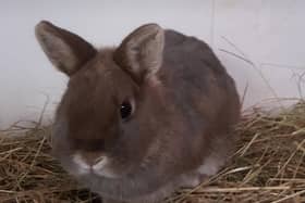 One of the abandoned rabbits in Wisbech. Photo: RSPCA