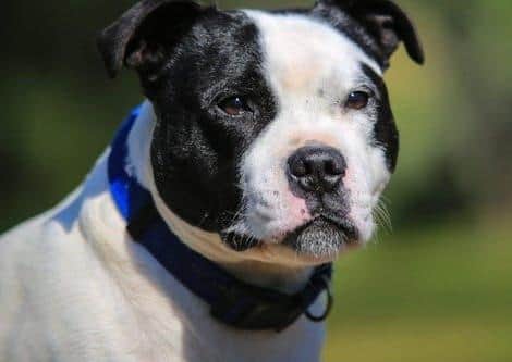 The application to continue breeding dogs was delayed