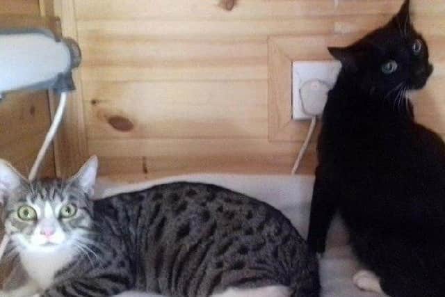 Peterborough Cat Rescue has made an urgent plea for cat food