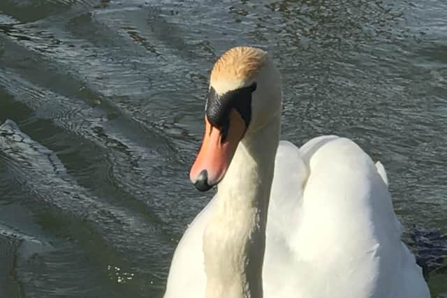 A swan rescued by the RSPCA in Huntingdon