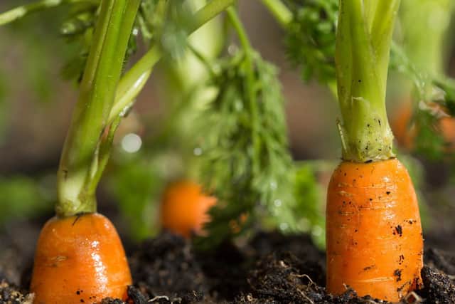 There are hundreds of jobs picking veg available
