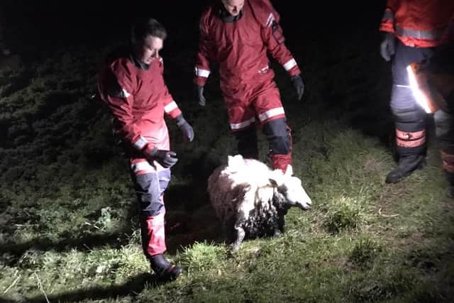 Crews were called several times to rescue the sheep