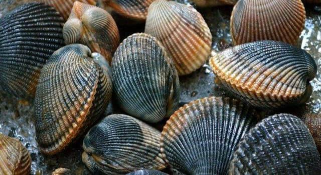 A ban on harvesting of shellfish at the River Nene has been overturned