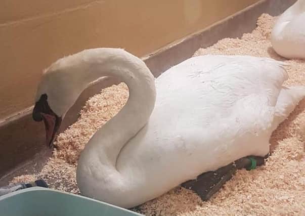 The injured swan which was rescued. Photo: RSPCA
