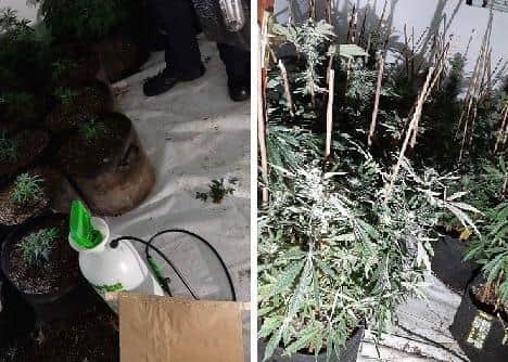 The cannabis factory discovered by police. Photos: Cambridgeshire police