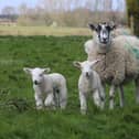 Charlotte Smith's new lambs at Morborne.