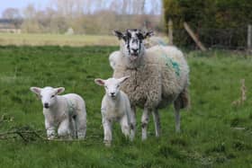 Charlotte Smith's new lambs at Morborne.