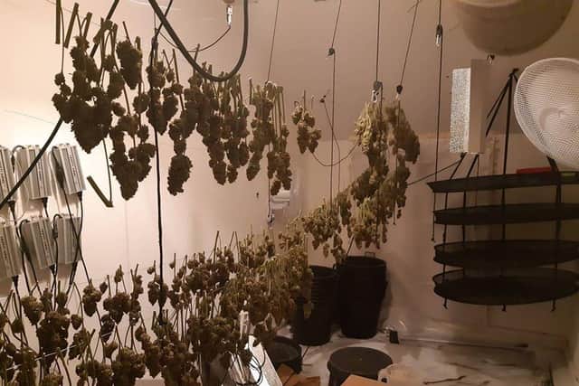 One of the cannabis factories uncovered by police. Photo: Cambridgeshire police