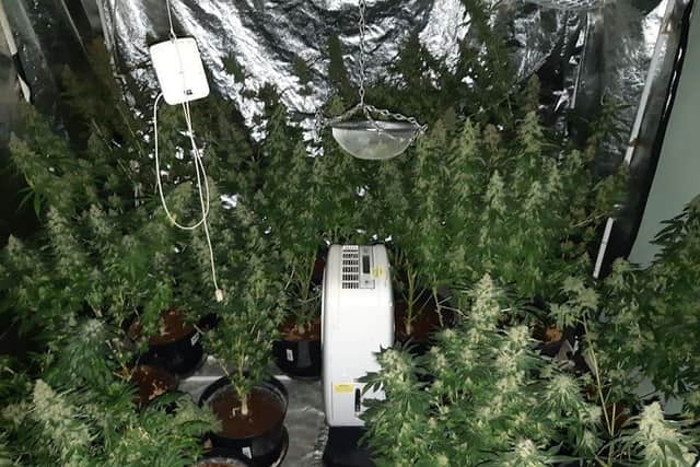 One of the cannabis factories uncovered by police. Photo: Cambridgeshire police