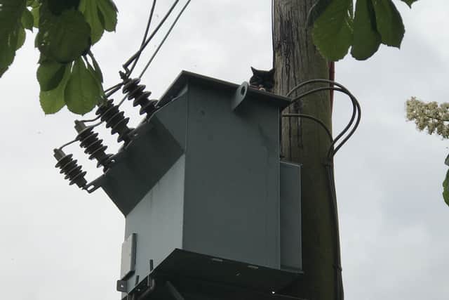 Buttons stuck up the electricity pole. Photo: RSPCA