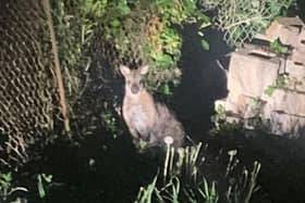 The escaped wallaby. Photo: Cambridgeshire police