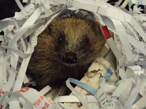 A hedgehog rescued by the RSPCA