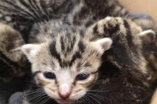 The kittens will remain at the centre until the end of lockdown