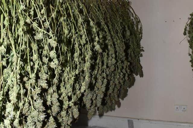 Cannabis seized in Williamson Avenue. Photo: Cambridgeshire police